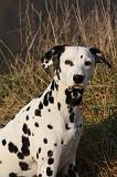 DALMATIEN 401